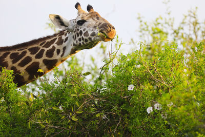 Masai giraffe, kenya, africa