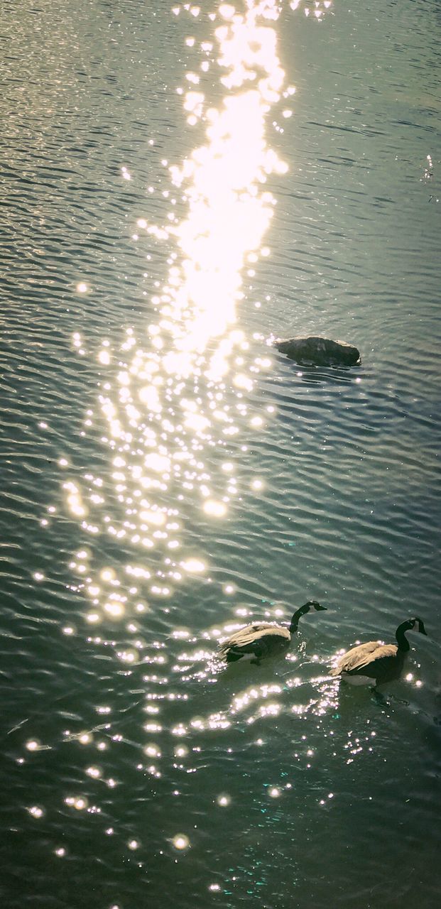 HIGH ANGLE VIEW OF SWAN SWIMMING ON LAKE