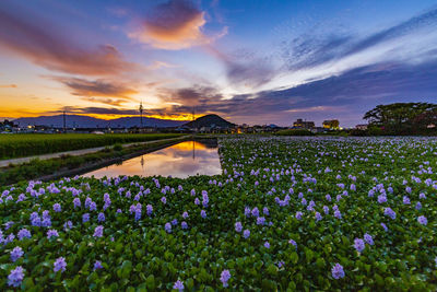 Purple flowering plants on land against sky during sunset