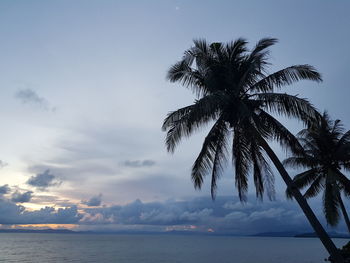 Palm tree by sea against sky