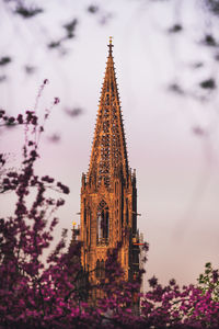 Freiburger münster in early morning in spring