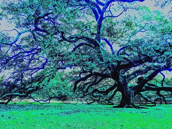 Close-up of tree against sky