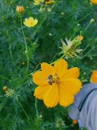 Close-up of insect on yellow flowering plant