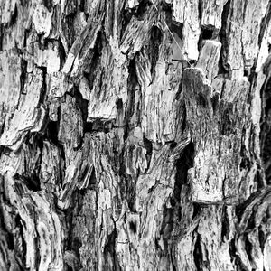 Full frame shot of tree trunk