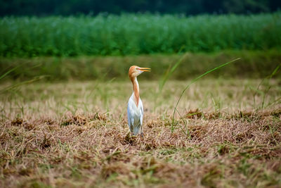 View of a bird on field