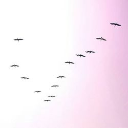 Low angle view of bird flying in sky