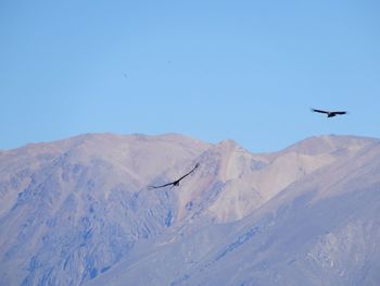 Bird flying over mountains against clear blue sky