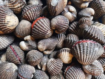 Full frame shot of shells