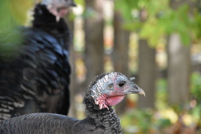 Close-up of a bird