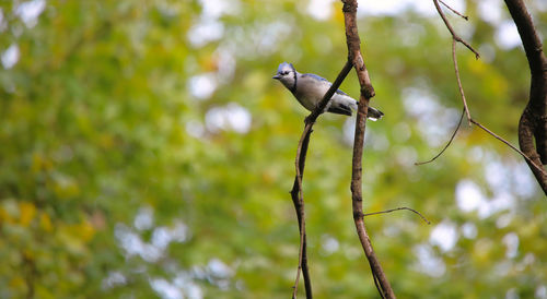 Low angle view of bird perching on branch