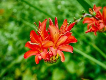 Close-up of day lily blooming outdoors