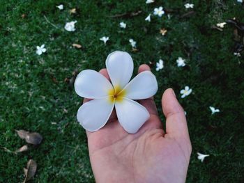 Cropped hand holding frangipani on land