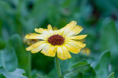 Close-up of yellow flower