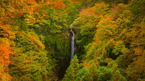 High angle view of trees in forest