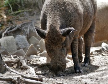 Close-up of wild boar on field