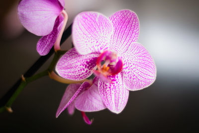 Close-up of pink orchids