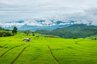 Scenic view of agricultural field against sky