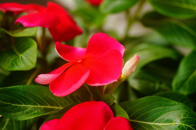 Close-up of red flowering plant