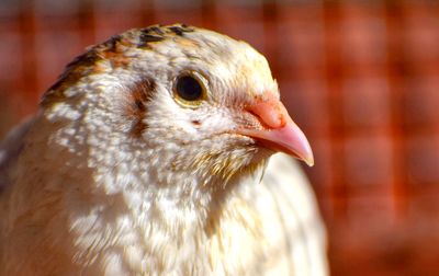 Close-up of a bird