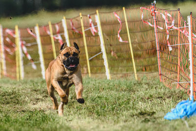 Dog running on field