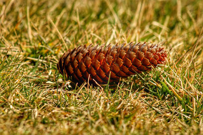 Close-up of pine cone on field