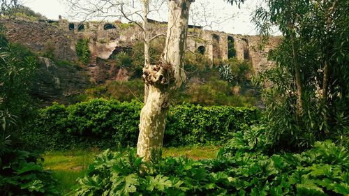 Plants by trees against sky