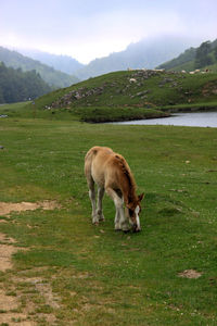 The free horse of the pyrenees, the pottok, grazes the green grass in the mountains next to a lake.