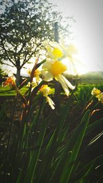 Close-up of yellow flowering plant on field