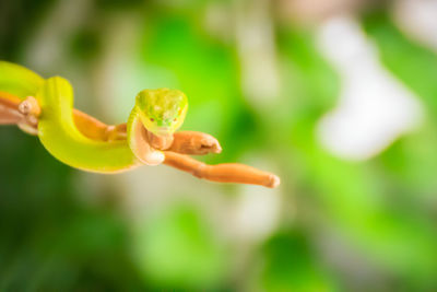 Close-up of flower against blurred background