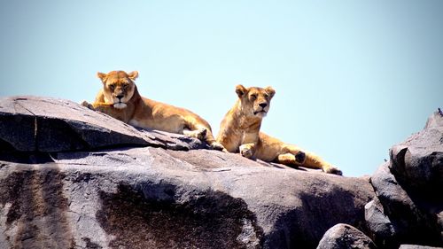 View of lion on rock against clear sky
