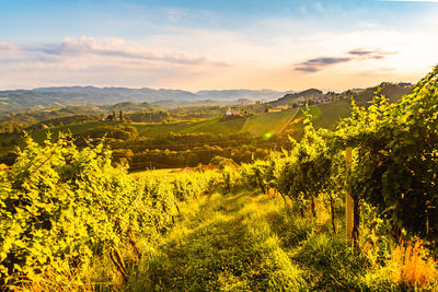 Scenic view of field against sky during sunset