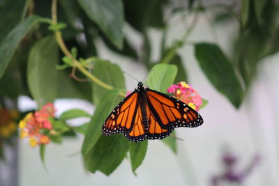 Close-up of butterfly on plant