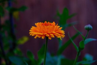 Close-up of yellow daisy flower