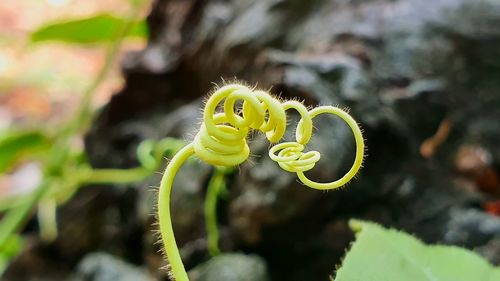 Close-up of yellow feather on plant