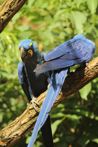 Close-up of parrot perching on tree