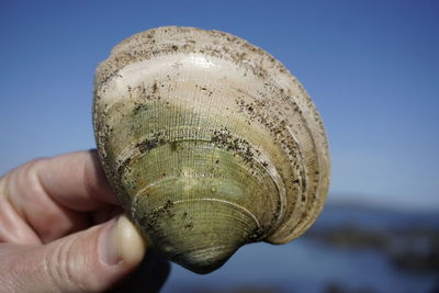 Close-up of person holding seashell against sky