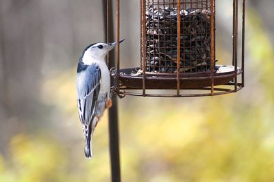 Close-up of bird perching on feeder