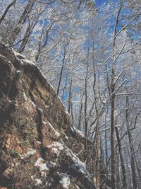 Low angle view of bare trees in forest