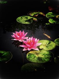 High angle view of lotus water lily in pond