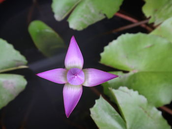 Close-up of purple water lily