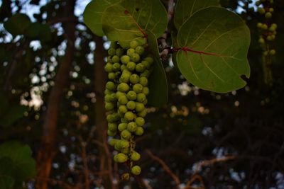 Close-up of fruits growing on tree