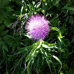 Close-up of purple thistle blooming on field