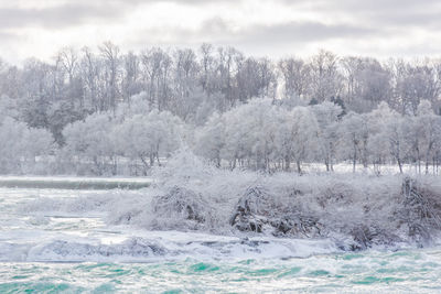 Scenic view of trees against sky during winter