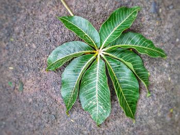 High angle view of plant leaves