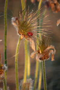Close-up of insect on flower