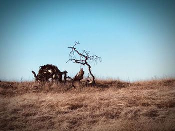 View of dead plant on field against sky