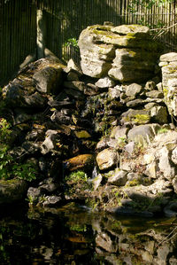 Close-up of plants in water