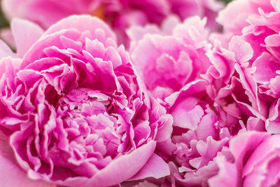 Close-up of pink flowers