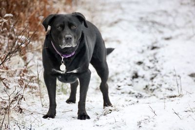 Portrait of dog on snow covered land