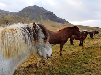 Horse on field against sky